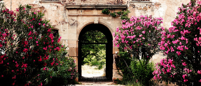 Floral Walkway
