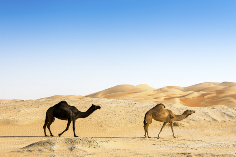 Camels in desert