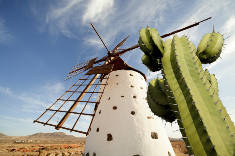 Close up view of a windmill and cactus