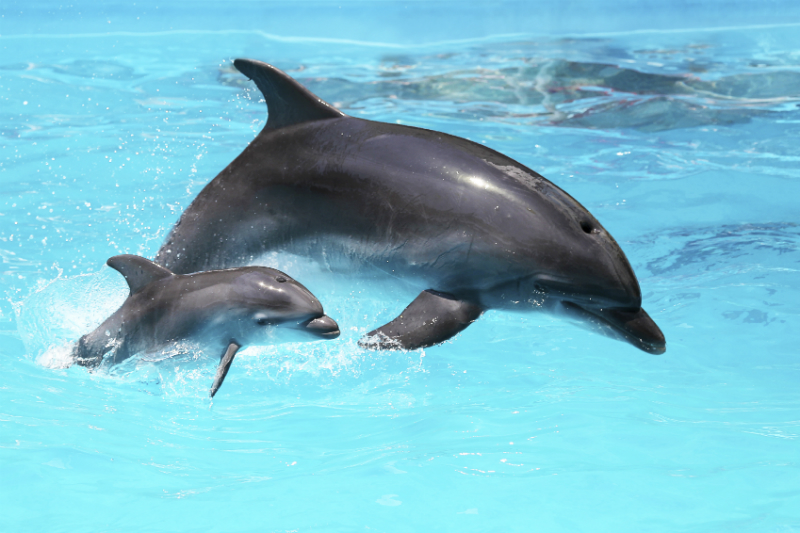 Dolphins in the water