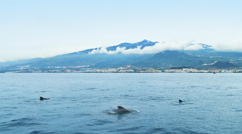 Dolphins in the sea