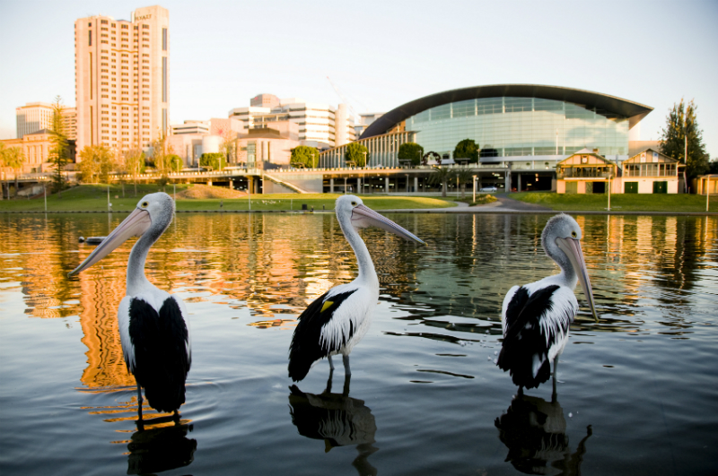 Three pelicans in a river in Adelaide, Australia