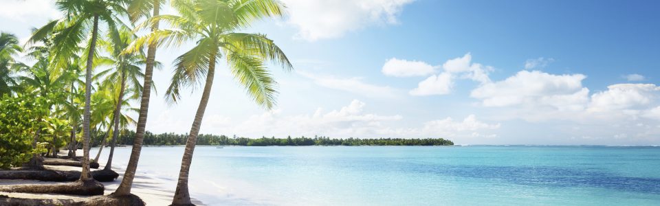 Palm trees on a beach in the Dominican Republic