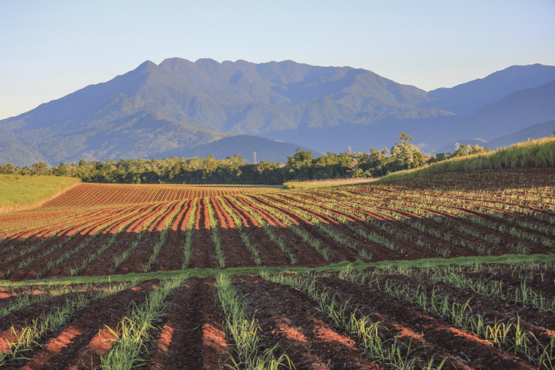 Sugar Cane plantation in Cairns, Australia