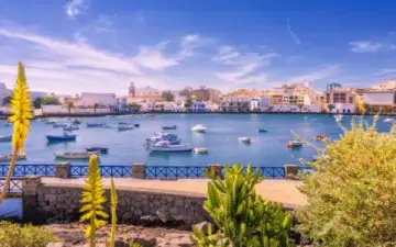aloe vera in arrecife lanzarote