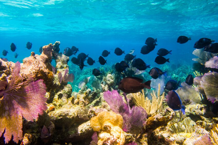 Mesoamerican Barrier Reef, Cancun, Mexico