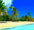 Tropical beach and palm trees