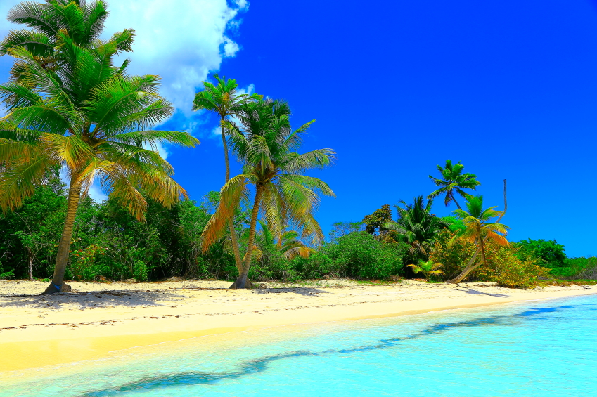 Tropical beach and palm trees