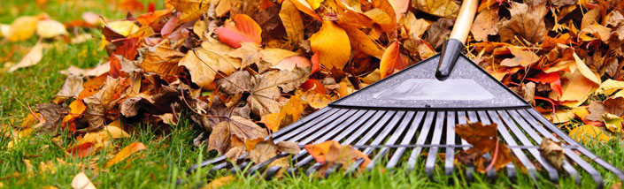 A rake piling up brown and orange leaves on green grass