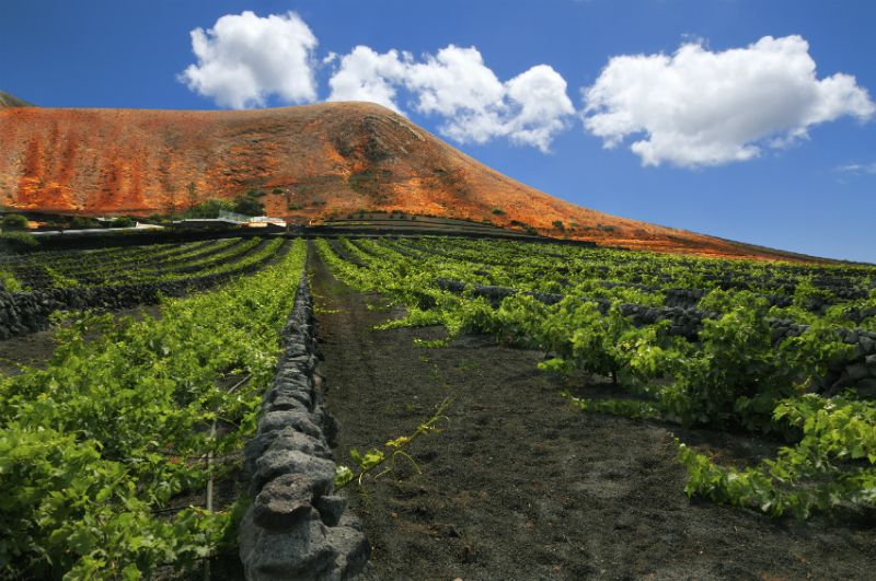 vineyard tours lanzarote