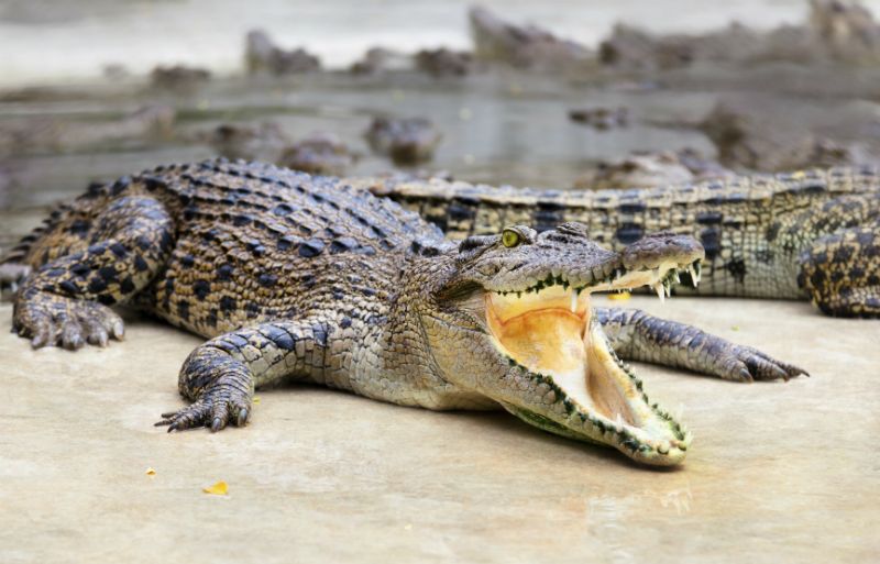 Crocodiles at Pattaya Crocodile Farm, Thailand