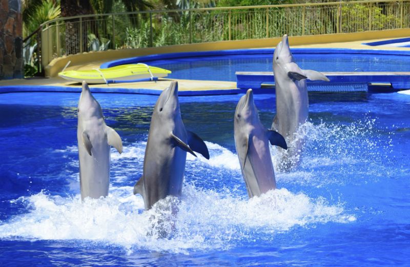 Dolphin Show, Palmitos Park Dolphinarium, Gran Canaria