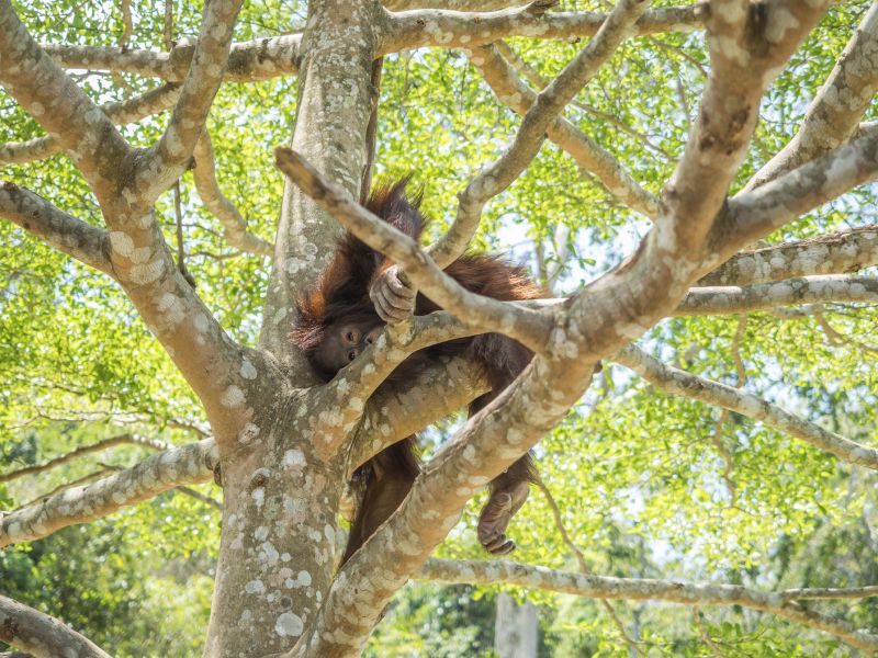 Young Orangutan in tree, Thailand