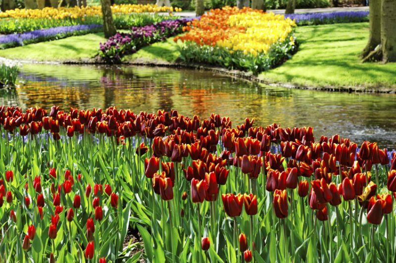 Colourful tulips at Keukenhof gardens in Amsterdam 