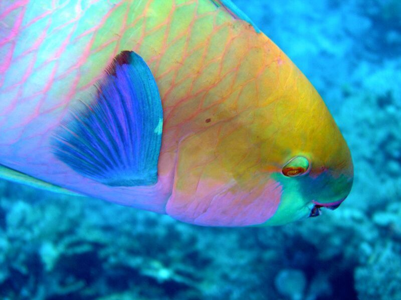 Rusty Parrot Fish