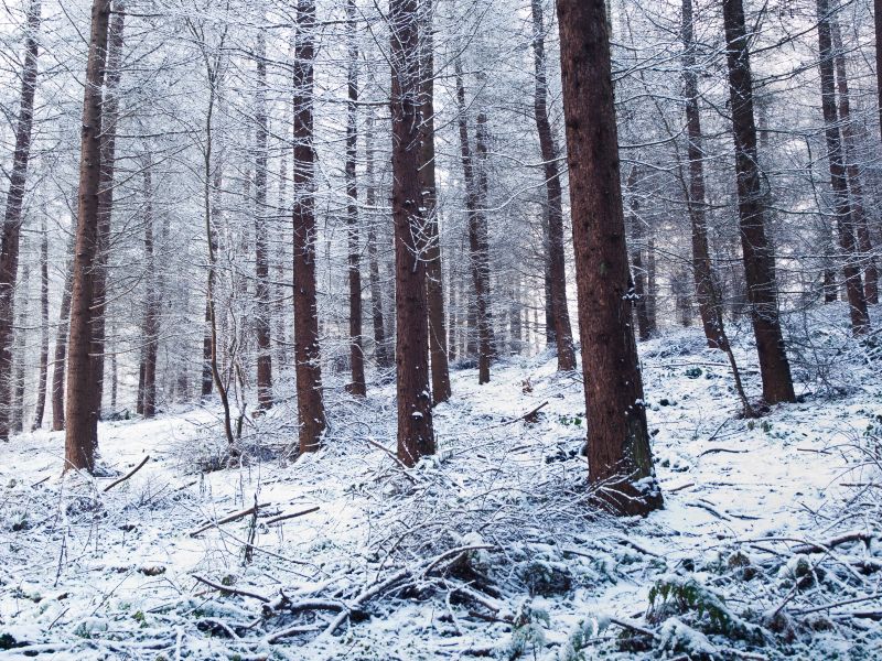 Belfast forest