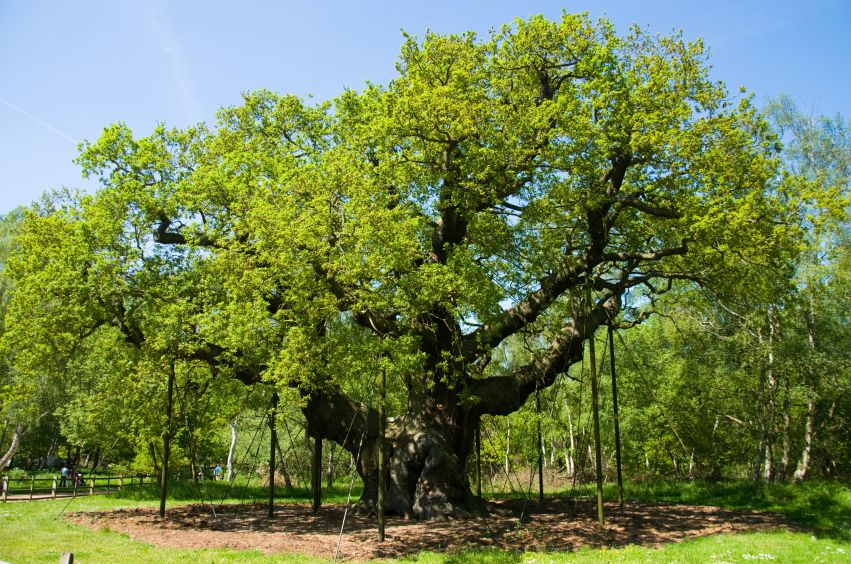 Major Oak, Sherwood Forest