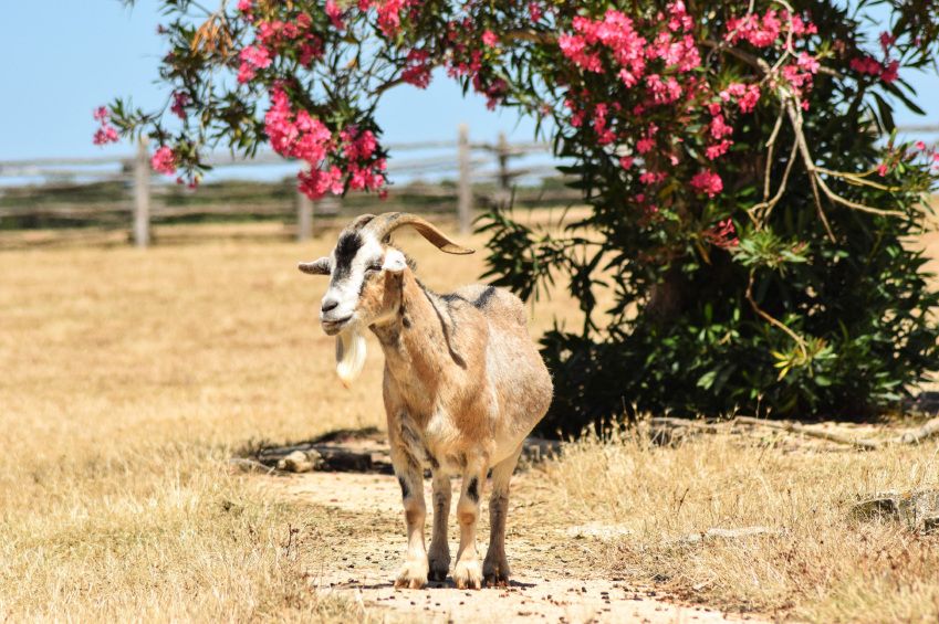 Goat, Croatia