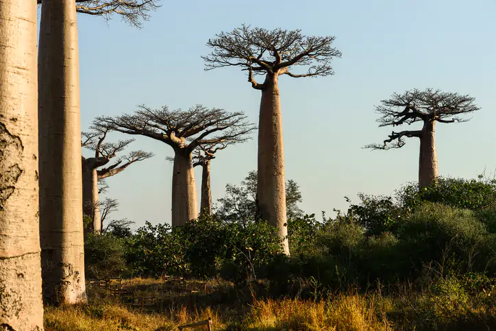 baobab avenue Madagascar