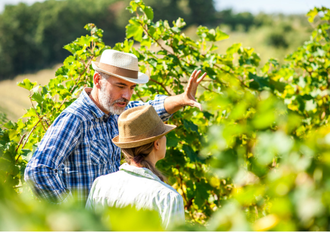 Touring a UK vineyard