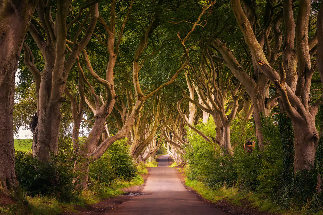 Dark Hedges in Northern Ireland