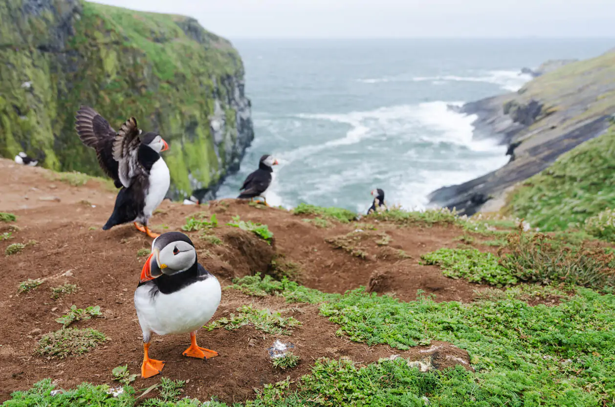 Puffins on Skomer Island, Wales