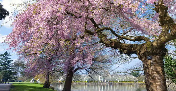 an image of cherry blossoms in front of the Palm House at the Royal Botanical Gardens, Kew, a World Heritage Site