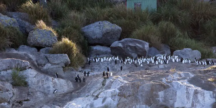 an image of rockhopper penguins on Inaccessible Island, part of a World Heritage Site