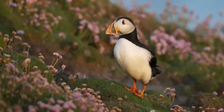 Atlantic puffin in Fair Isle