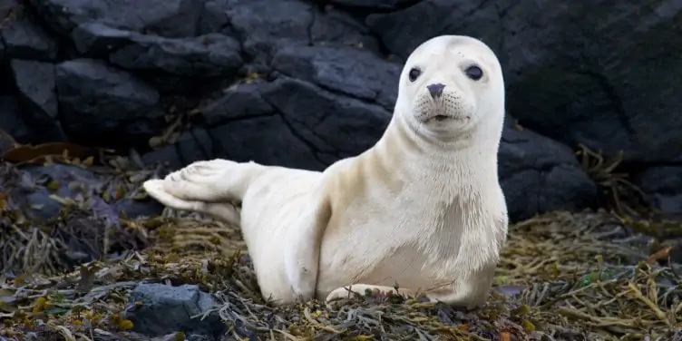 Grey seal pup on Rathlin Island