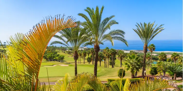 an image of palm trees on a golf course in Tenerife