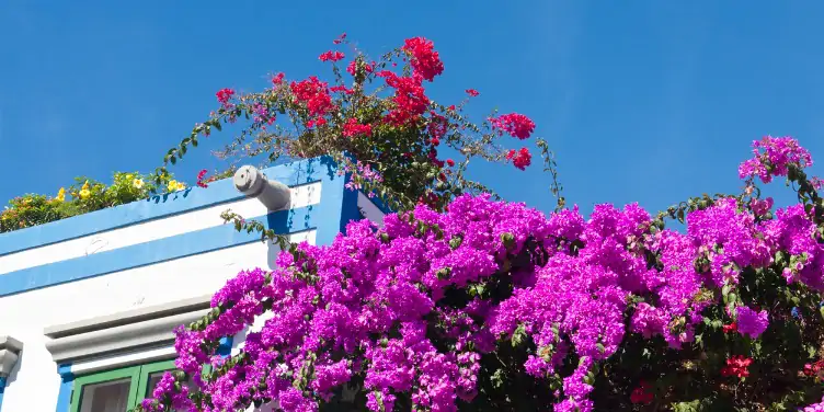 Purple bougainvillea overhangs white painted houses in Gran Canaria