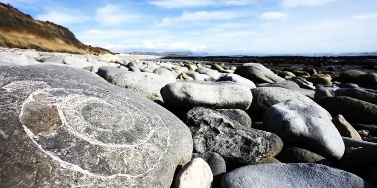 Fossils on the Jurassic coast Lyme Regis