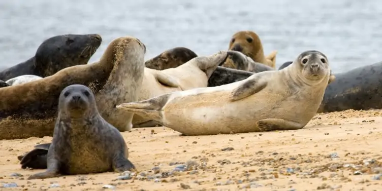 Seal pups on the beach at Blakeney Point