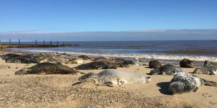 Seals resting on the beach at Horsey Gap, Norfolk