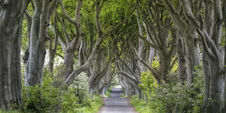Tree lined road with mighty beech trees lined either side - known as "Dark Hedges" in Northern Ireland.