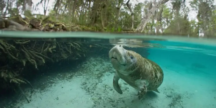 Manatee in the Crystal River, Florida