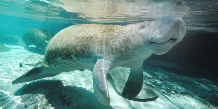 Manatee swimming in clear blue waters
