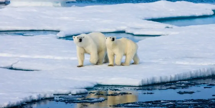 Two polar bears on an ice floe
