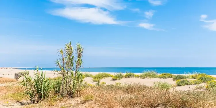 Reeds on the sand dunes on a beach on Isla Canela