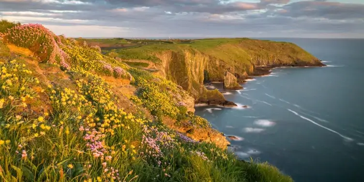 Wild flowers grow along the cliff edge on the coast of Cork, Ireland. 