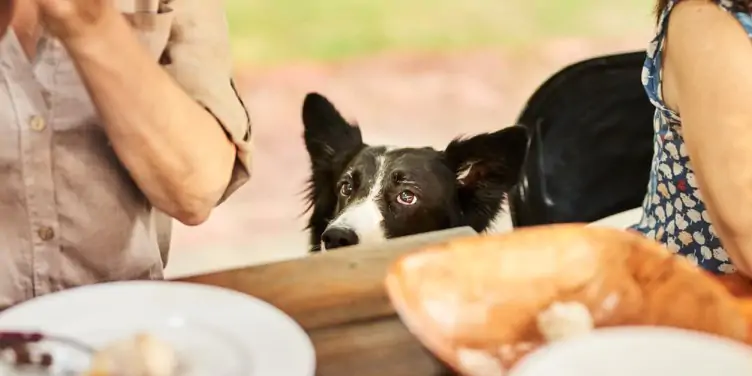A dog patiently waits for scraps of food from a group of people eating outdoors